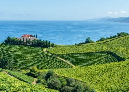 Txakoli Vineyards overlooking the Bay of Biscay