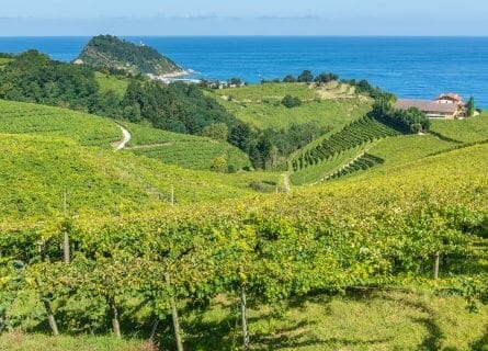 Txakoli Vineyards overlooking the Sea