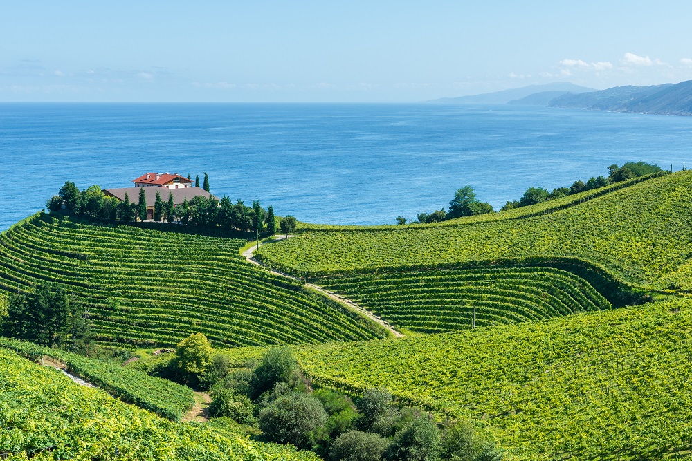 Txakoli Vineyards overlooking the Bay of Biscay Txakoli Vineyards overlooking the Bay of Biscay