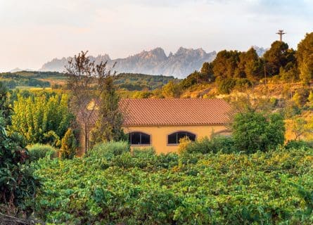 Montserrat Mountain Range, overlooking vineyards