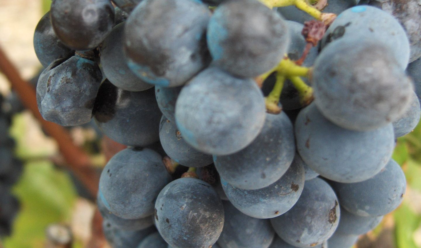 Garnacha Grapes, Priorat Garnacha Grapes, Priorat