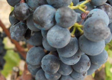 Garnacha Grapes, Priorat