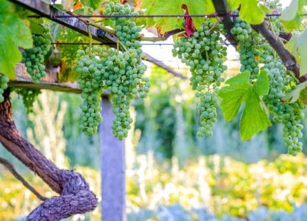 Albrino vines trained on a pergola