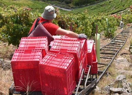 Grape boxes transported by light rail at harvest time