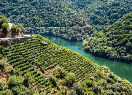 Vineyards along Sil River