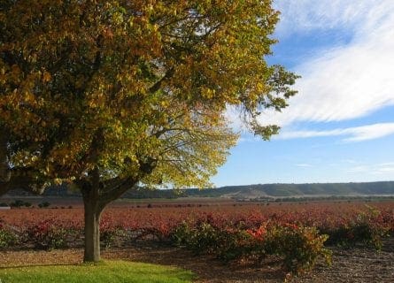 Autumn Colors, Riberia Del Duero, Spain