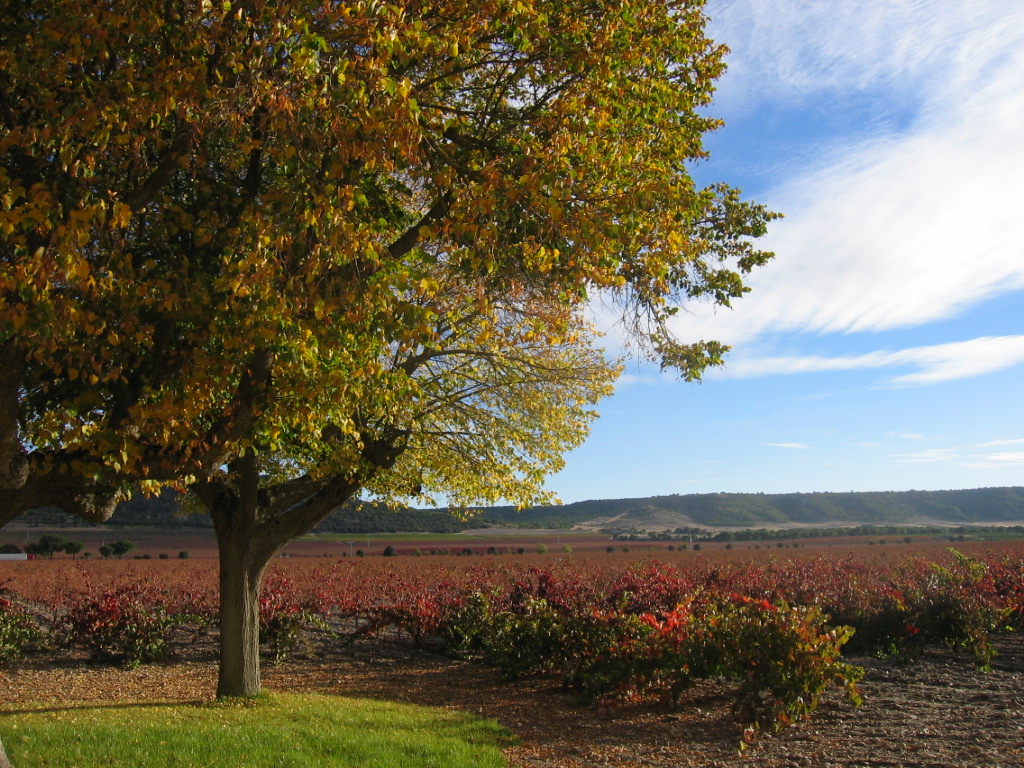 Autumn Colors, Riberia Del Duero, Spain