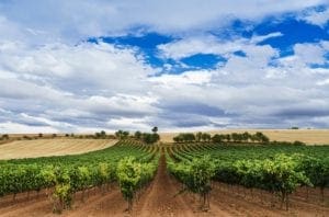 ribera-del-duero photo ribera-del-duero - vineyards-of-ribera-del-duero