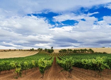 ribera-del-duero - vineyards-of-ribera-del-duero