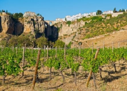 ronda - sierras-de-ronda-vineyards