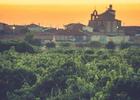 The vineyards in the district of Nieva