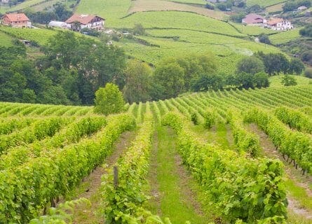 Txakoli vineyards near Getaria