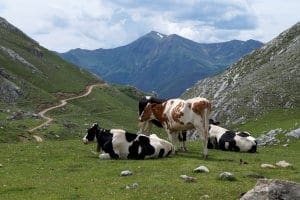 Picos de Europa Pasture Picos de Europa Pasture