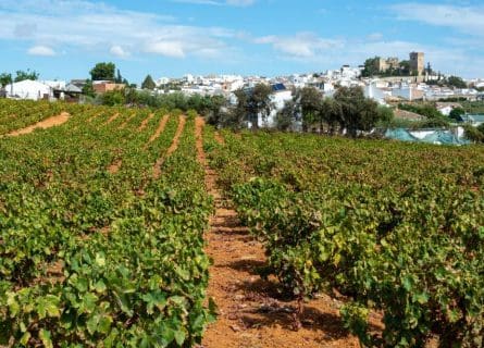 Vineyards of Montilla Moriles