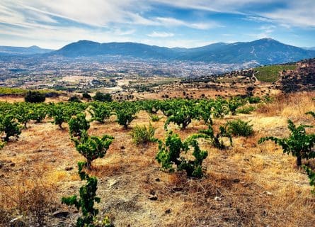 Vineyards in Cebreros, Sierra de Gredos