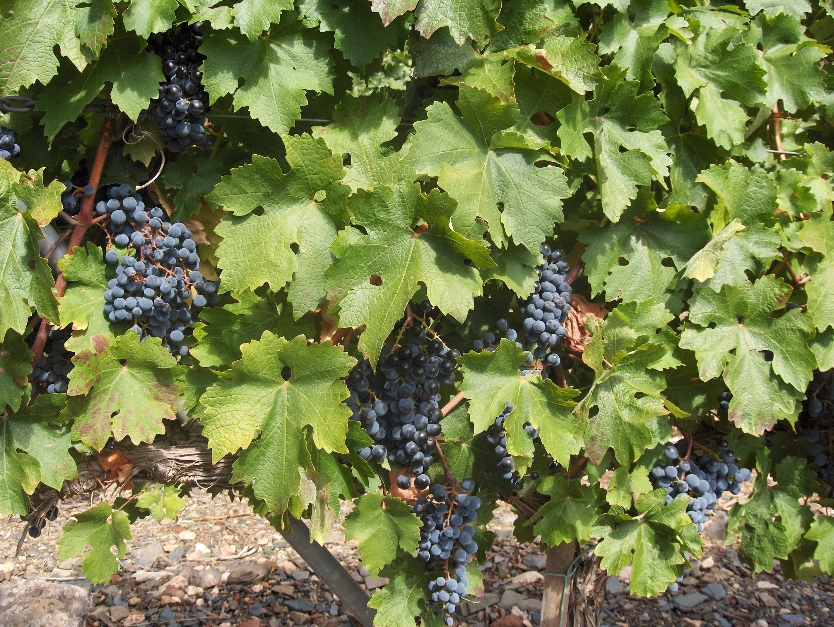 Toro » Spanish Wine Region » CellarTours