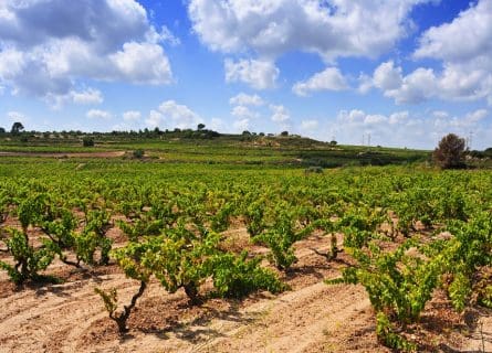 Vineyards of Tarragona