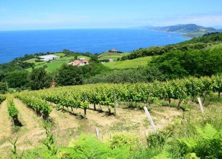Vineyard on the Basque coast at Getaria