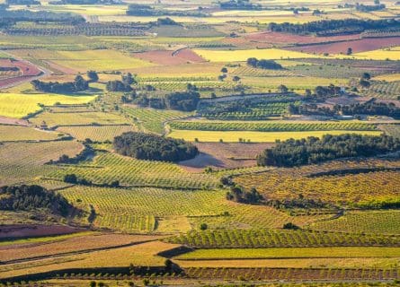 Vineyards of Clariano, Valencia