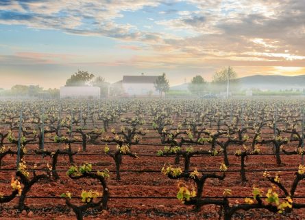 alicante-wine-region