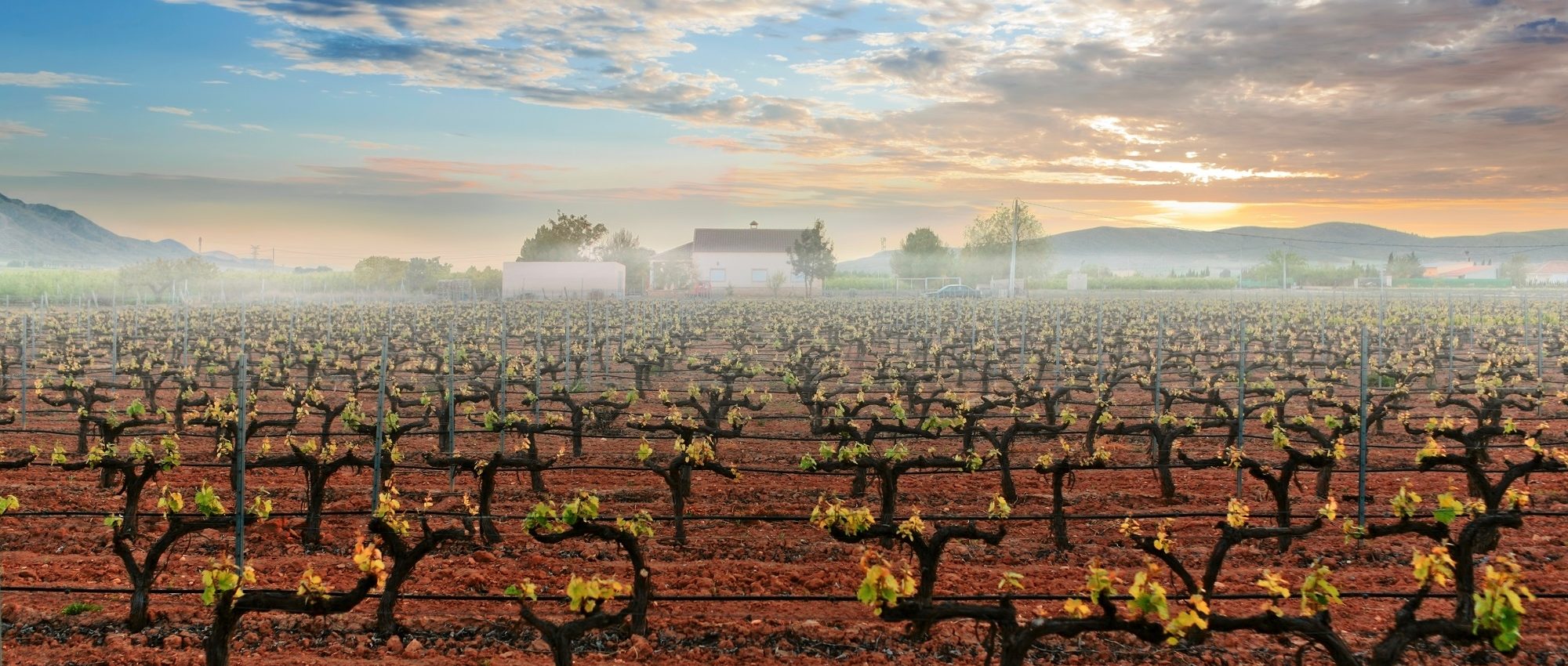 Alicante Wine Region a Guide by CellarTours™