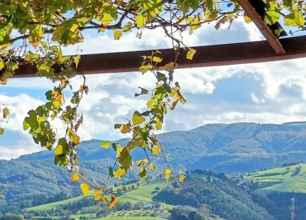 basque country wine region