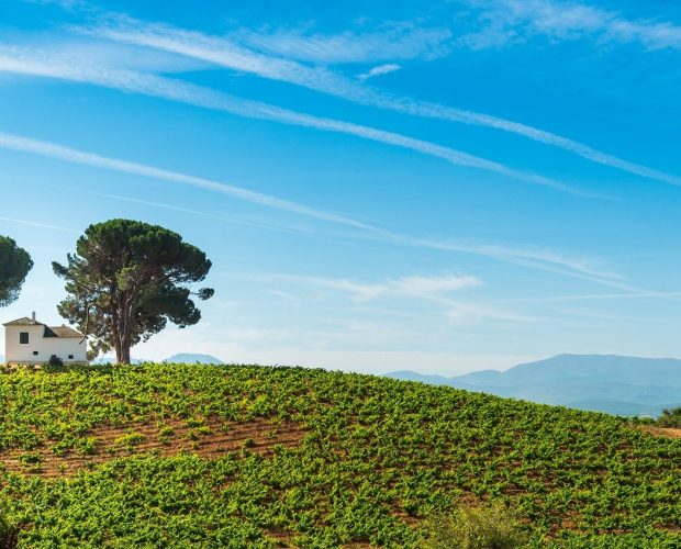 Bierzo Wine Region Guide