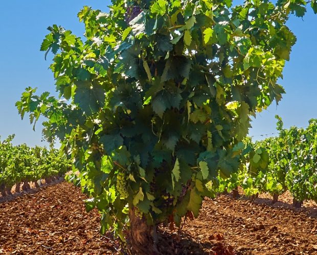 Cigales Wine Region Guide
