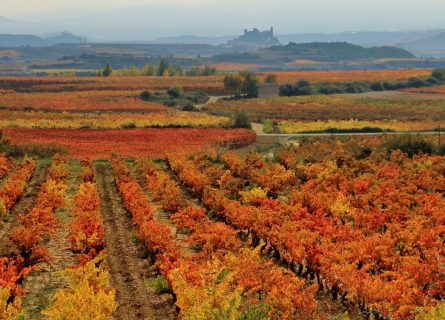 la-rioja-wine-region