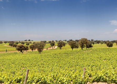 mentrida wine region