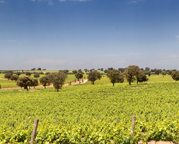 Méntrida Wine Region Guide