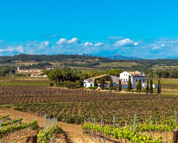 Penedès Wine Region Guide