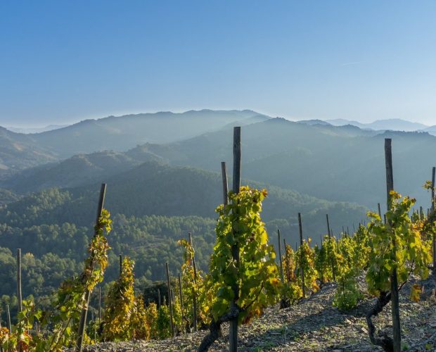 Priorat Wine Region Guide