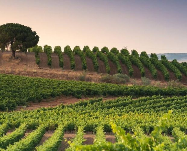 Rueda Wine Region Guide