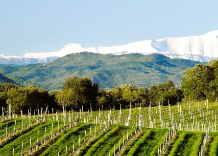 somontano wine region