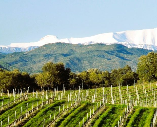 Somontano Wine Region Guide