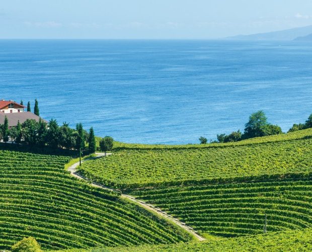 Txakoli (Txakolina) Wine Region Guide