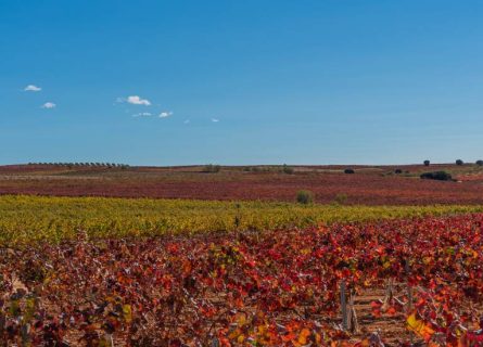 valencia wine region