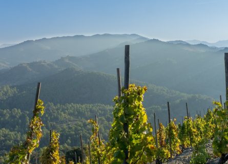 clos mogador winery