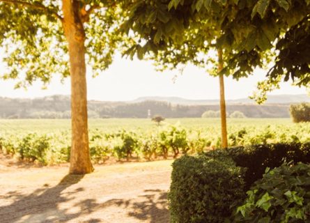 contino winery