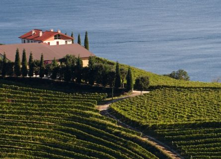 txomin etxaniz winery